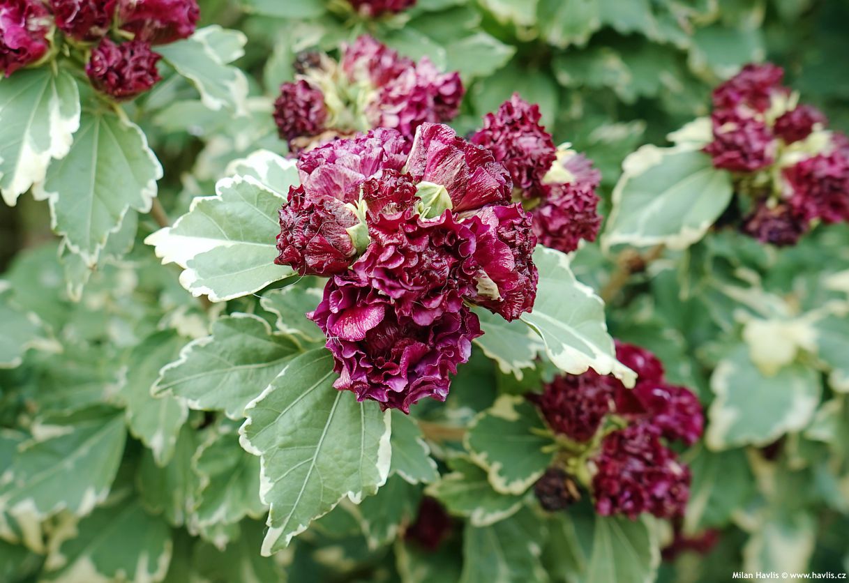 hibiscus syriacus Purpureus Variegatus