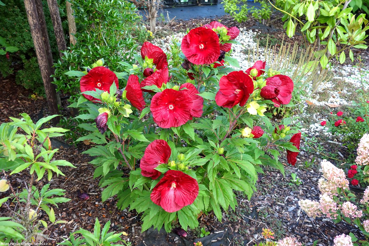 hibiscus x Baltimore Star