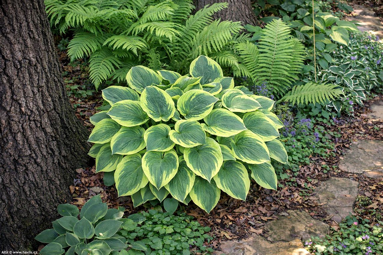 hosta Abiqua Moonbeam