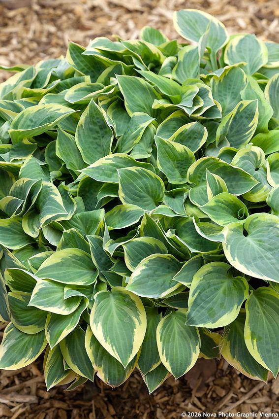 hosta Bedazzled