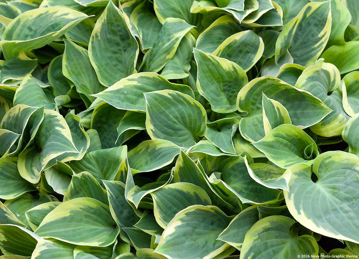 hosta Bedazzled