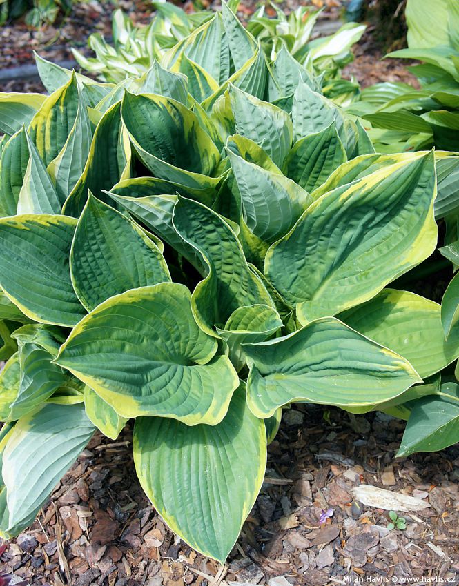 hosta Bedazzled