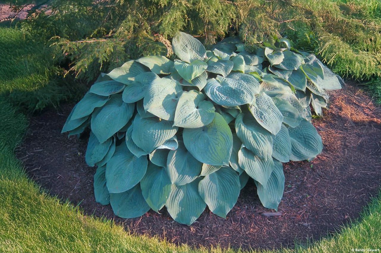 hosta Blue Mammoth