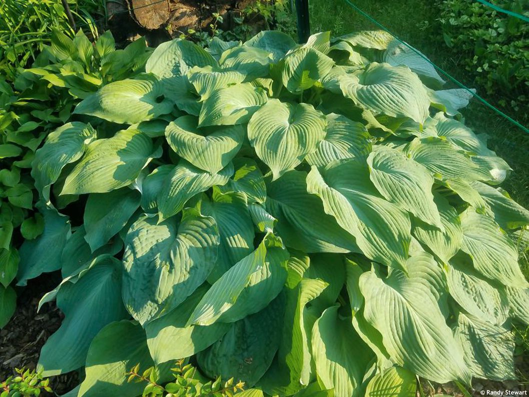 hosta Blue Mammoth