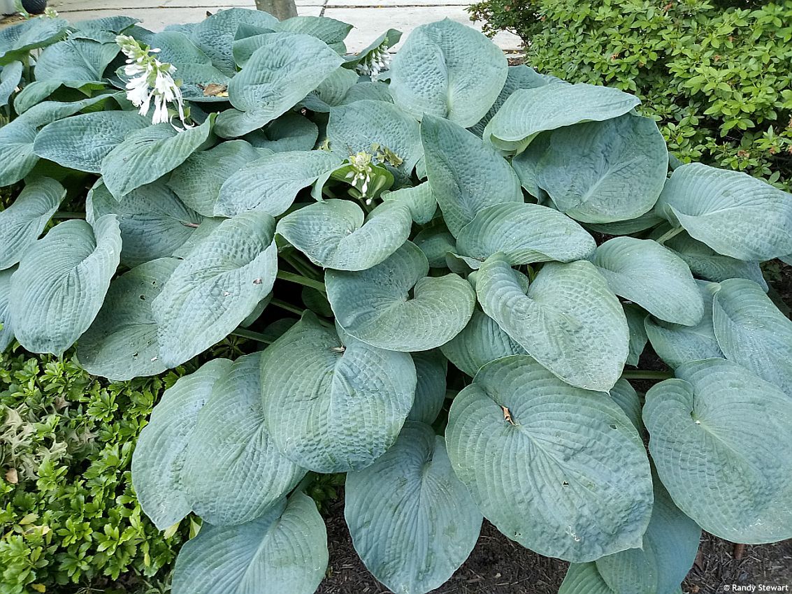 hosta Blue Mammoth
