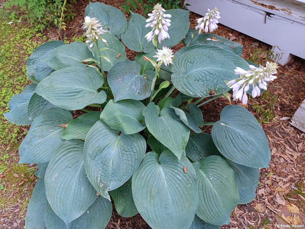 hosta Blue Mammoth