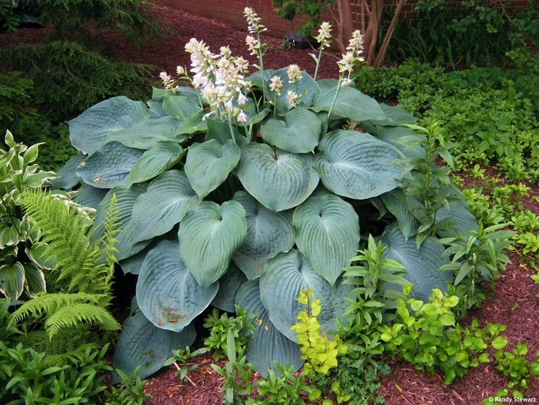 hosta Blue Mammoth
