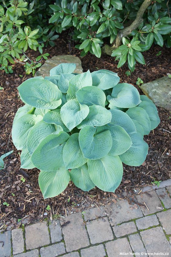 hosta Blue Mammoth