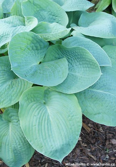 Hosta 'BLUE MAMMOTH'