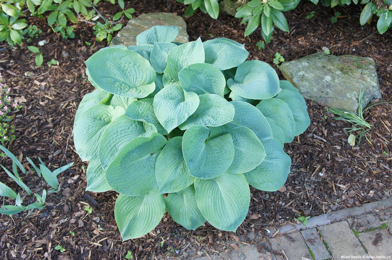 hosta Blue Mammoth