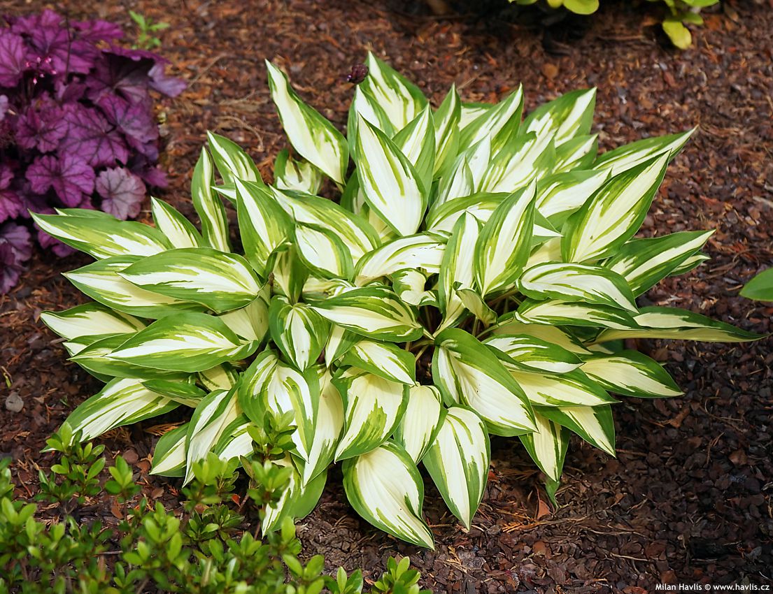 hosta Cherry Berry