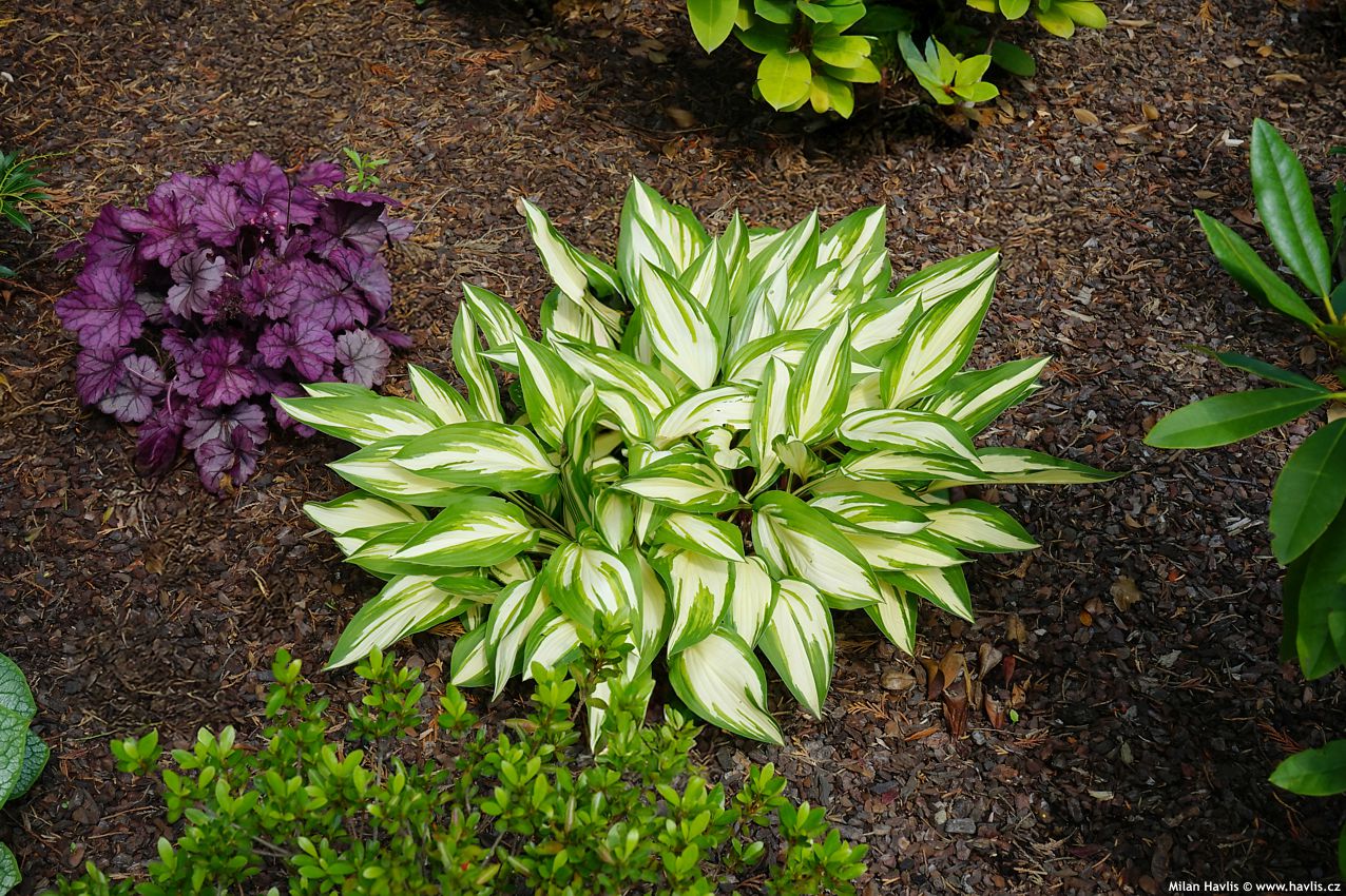 hosta Cherry Berry