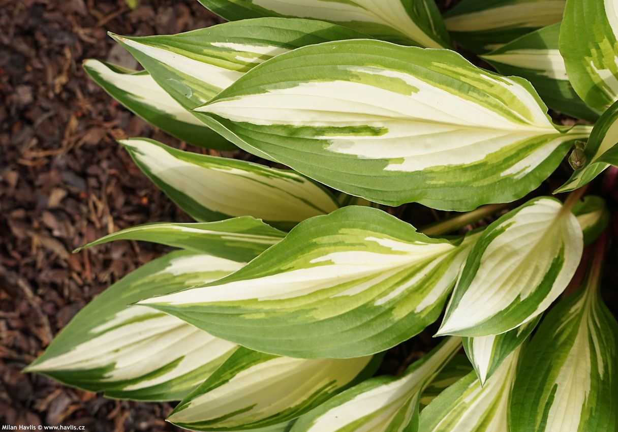 hosta Cherry Berry