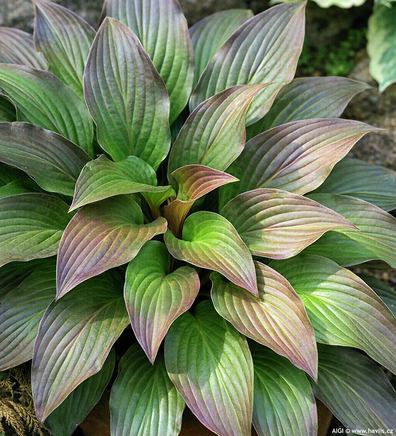 hosta First Blush