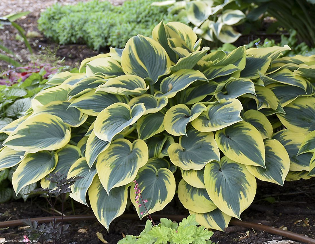 hosta First Frost