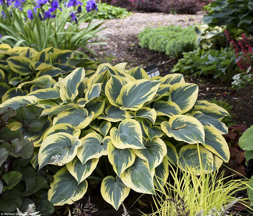 hosta First Frost