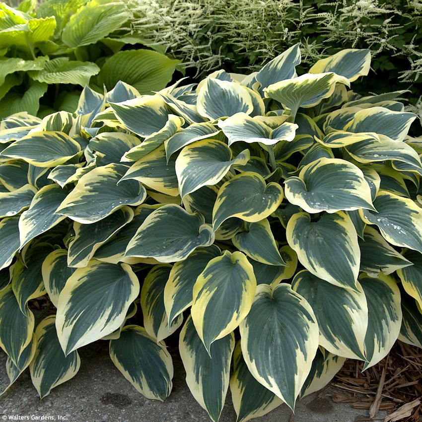 hosta First Frost