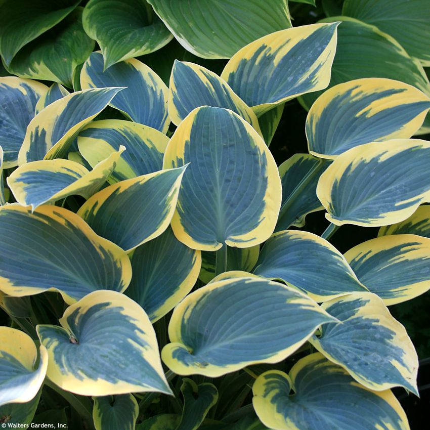hosta First Frost