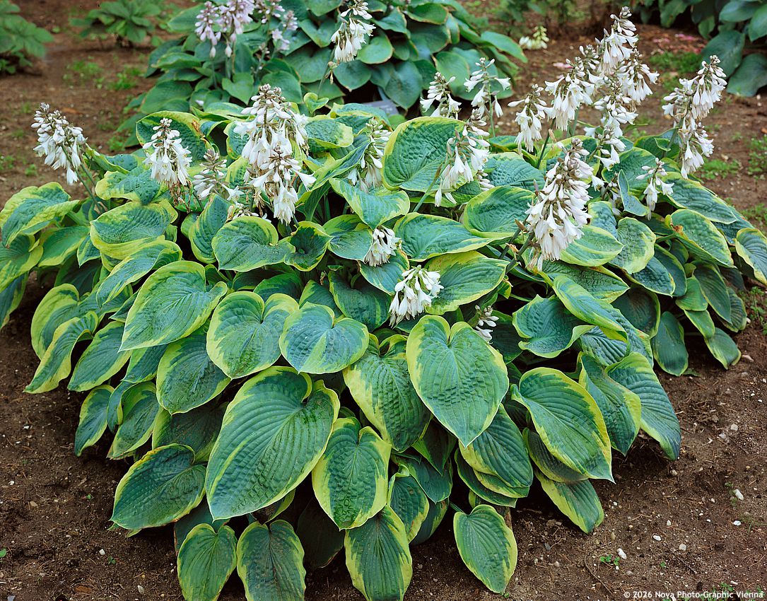 hosta Frances Williams