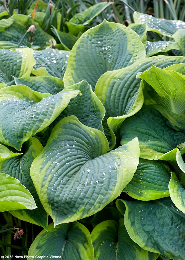hosta Frances Williams