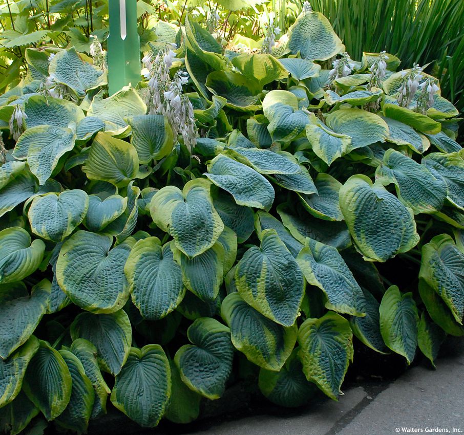 hosta Frances Williams