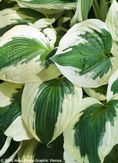 Hosta 'PATRIOT'