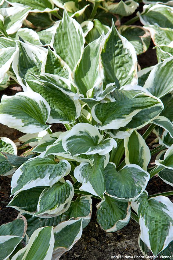 hosta Patriot