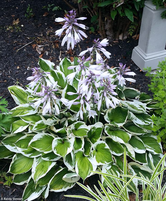 hosta Patriot
