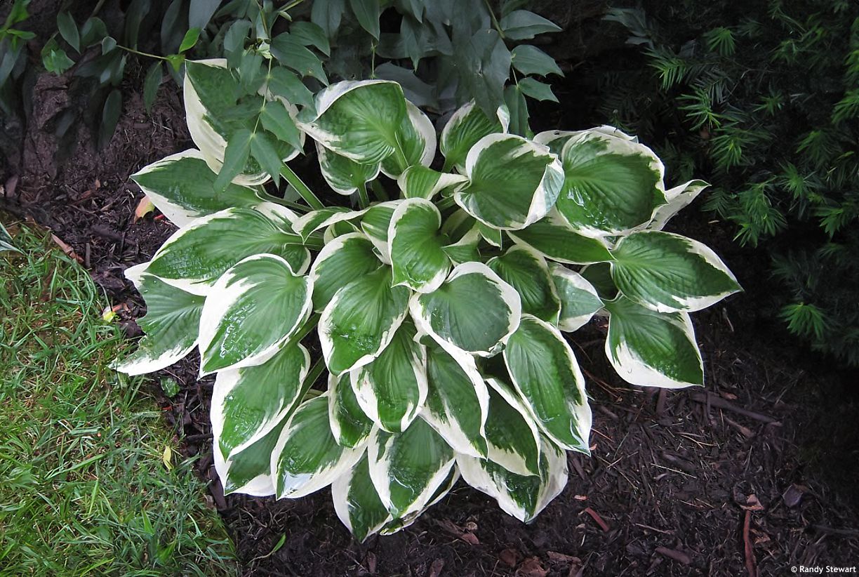 hosta Patriot