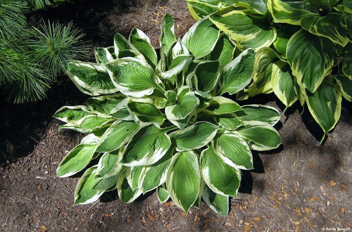 hosta Patriot