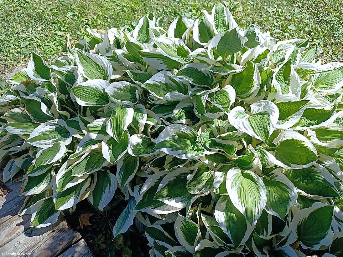 hosta Patriot