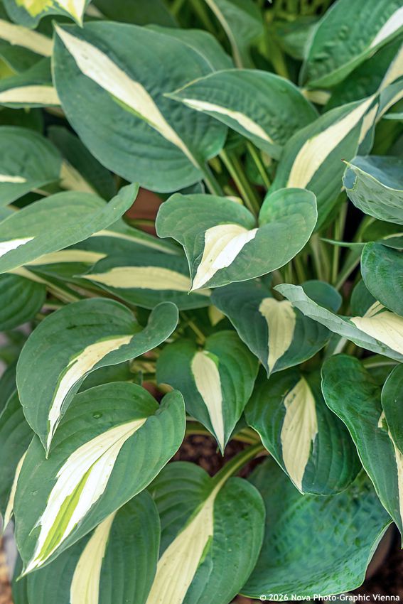 hosta Risky Business