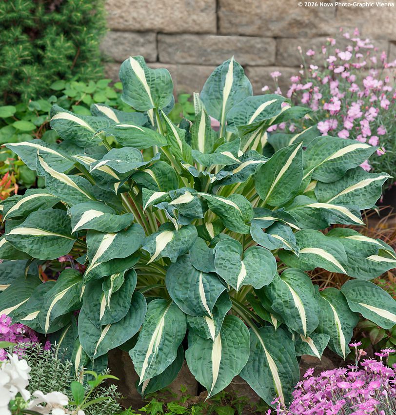 hosta Risky Business