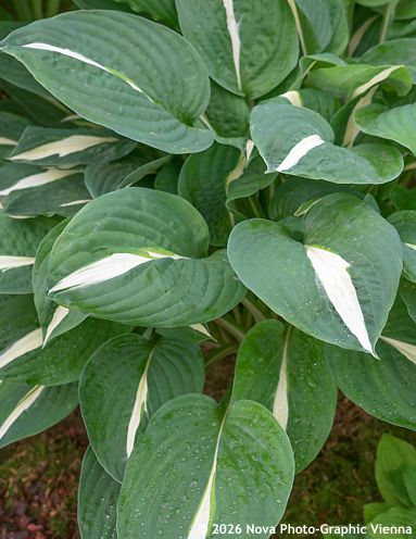 Hosta 'RISKY BUSINESS'
