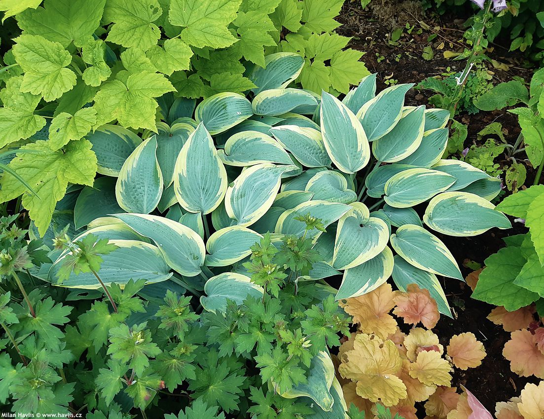 hosta Sleeping Beauty