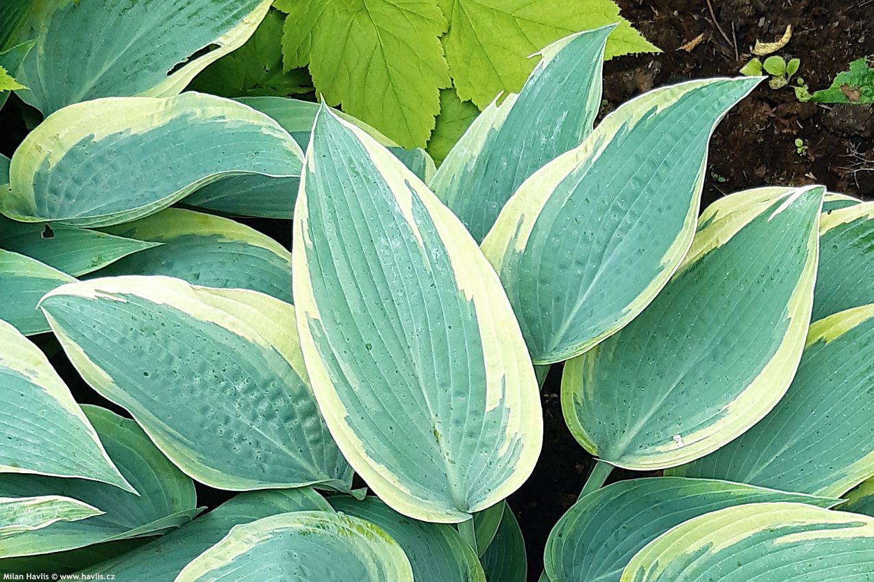 hosta Sleeping Beauty