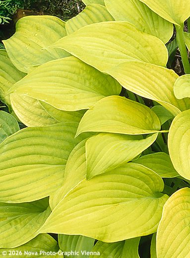 Hosta 'SUNNY HALCYON'