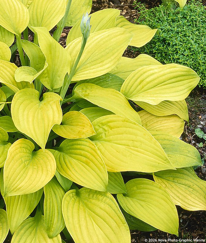 hosta Sunny Halcyon