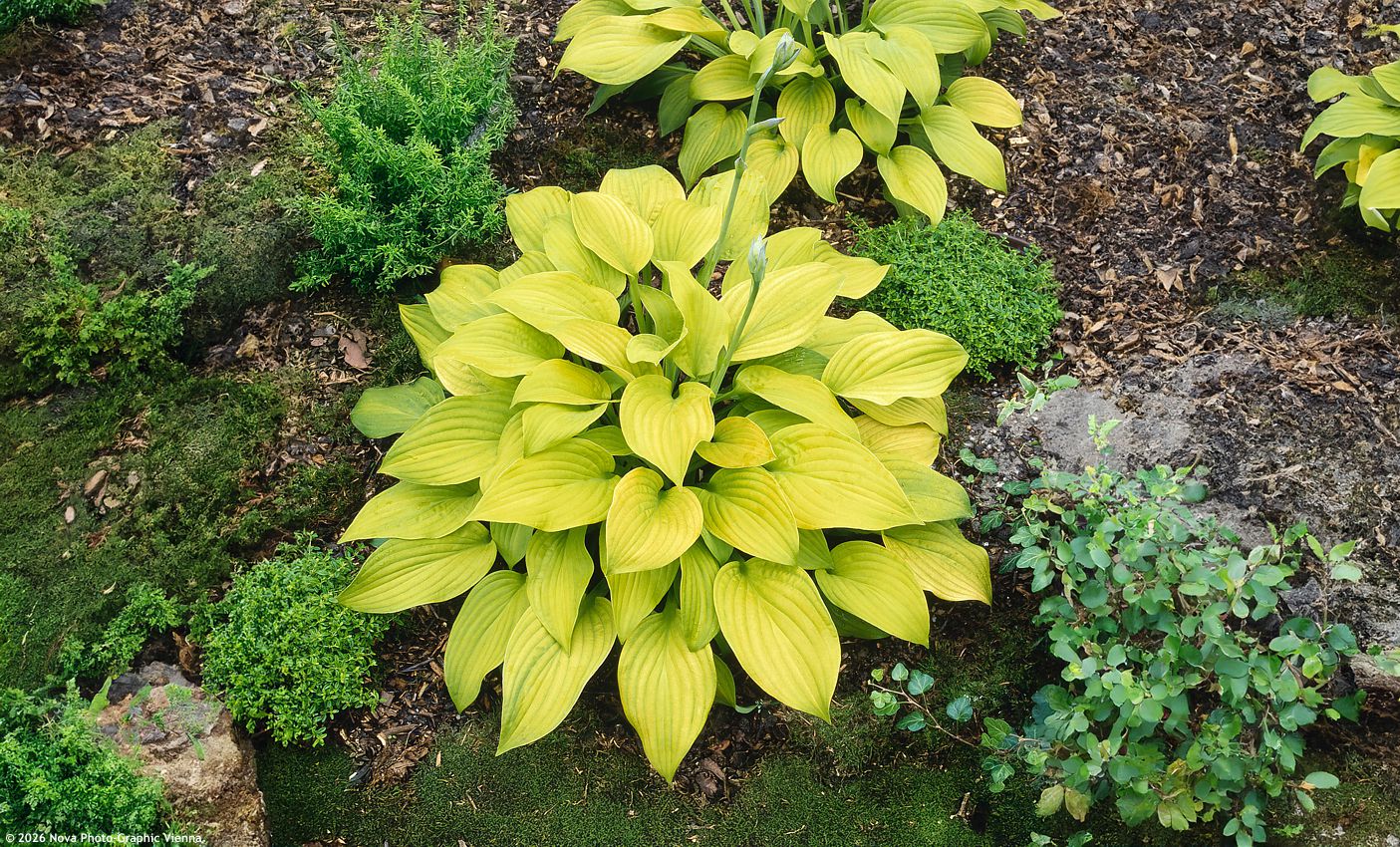 hosta Sunny Halcyon
