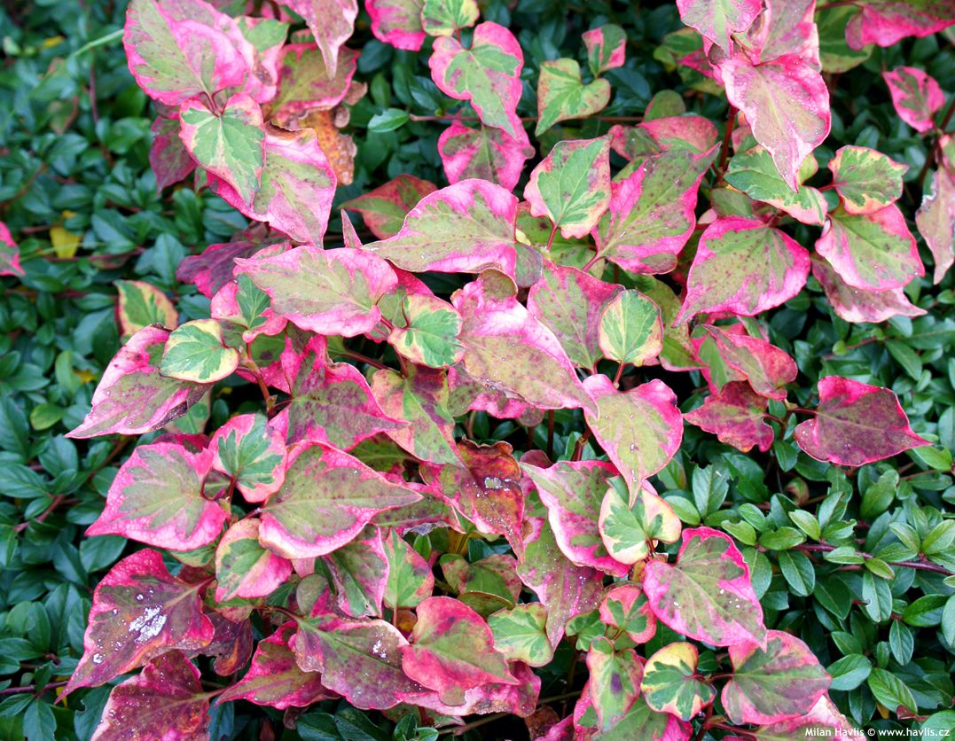 houttuynia cordata Chameleon