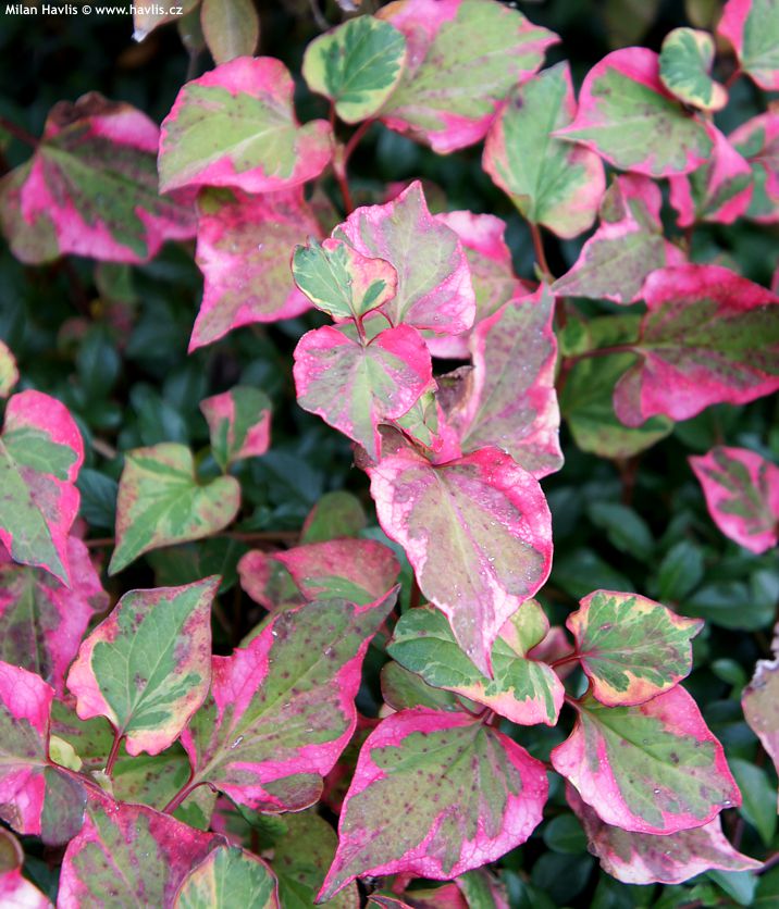 houttuynia cordata Chameleon