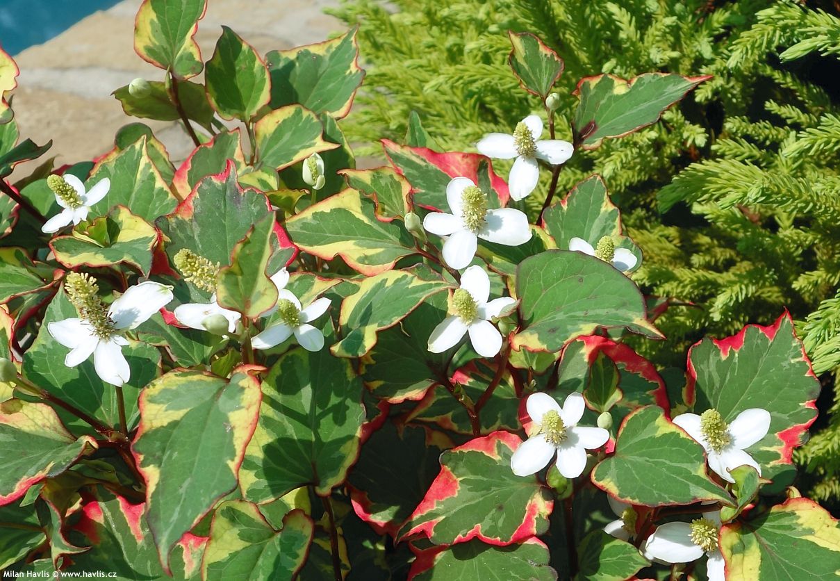houttuynia cordata Chameleon