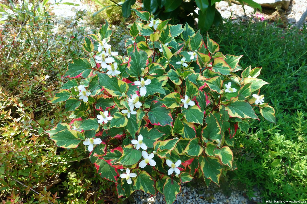 houttuynia cordata Chameleon