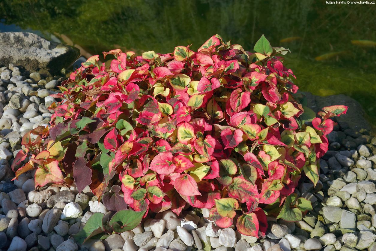 houttuynia cordata Chameleon