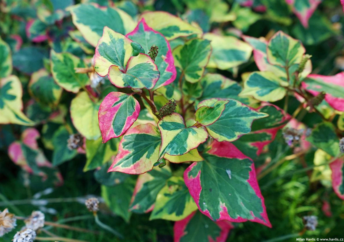 houttuynia cordata Chameleon