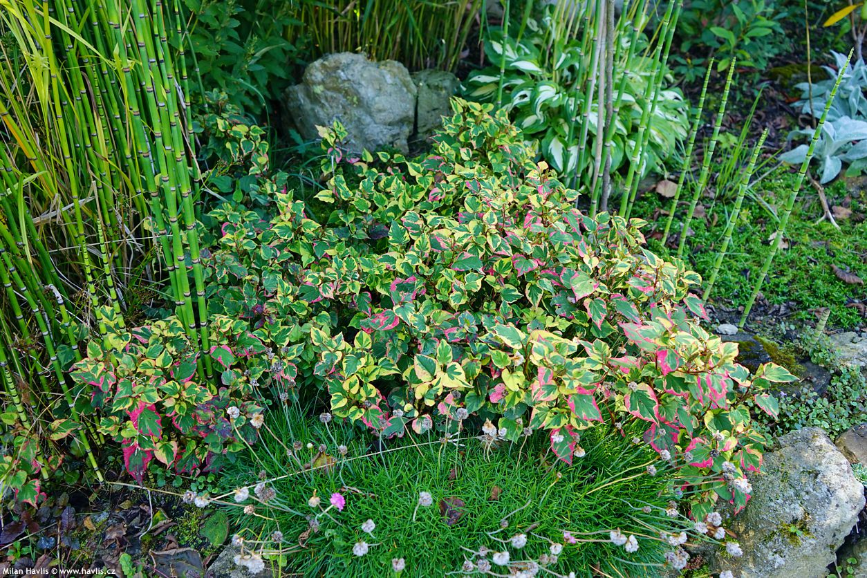 houttuynia cordata Chameleon