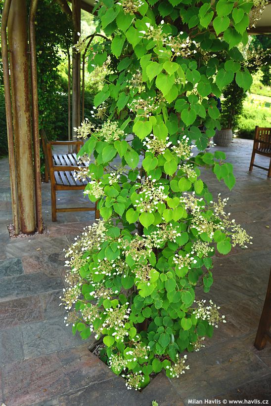 hydrangea anomala petiolaris