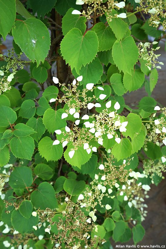 hydrangea anomala petiolaris