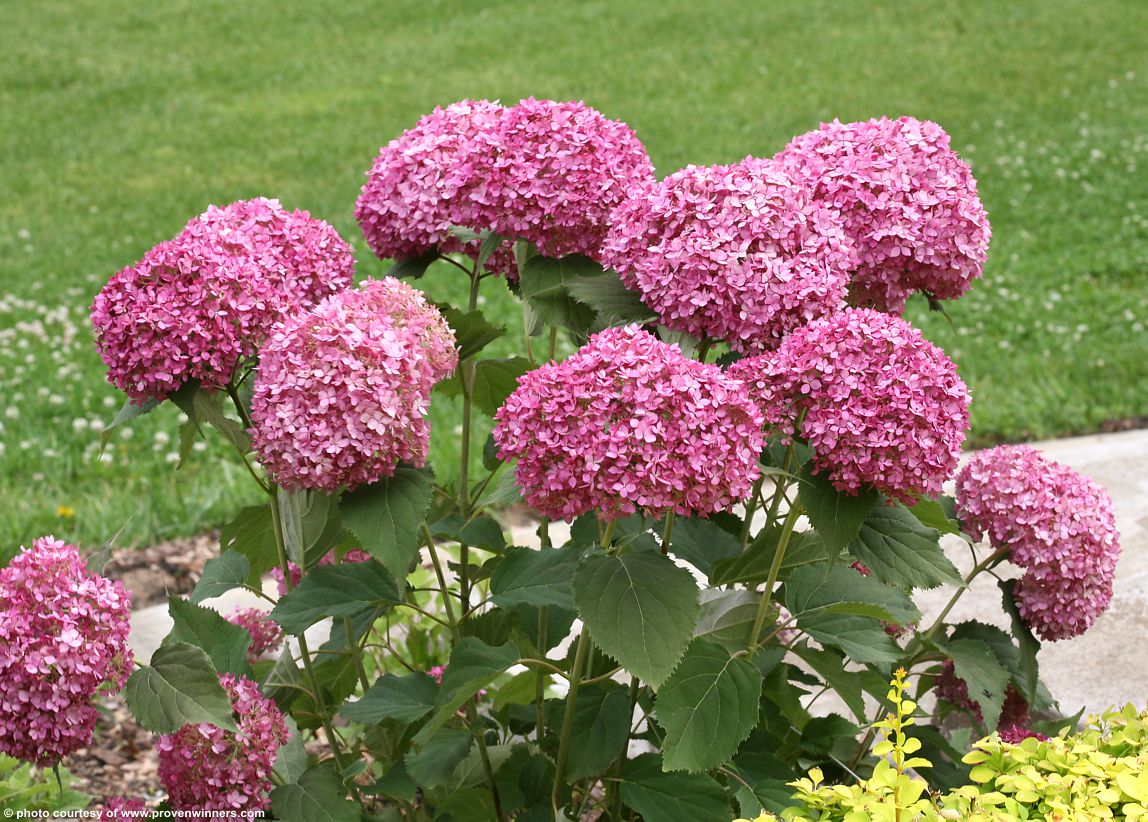 hydrangea arborescence BellaRagazza Mauvette
