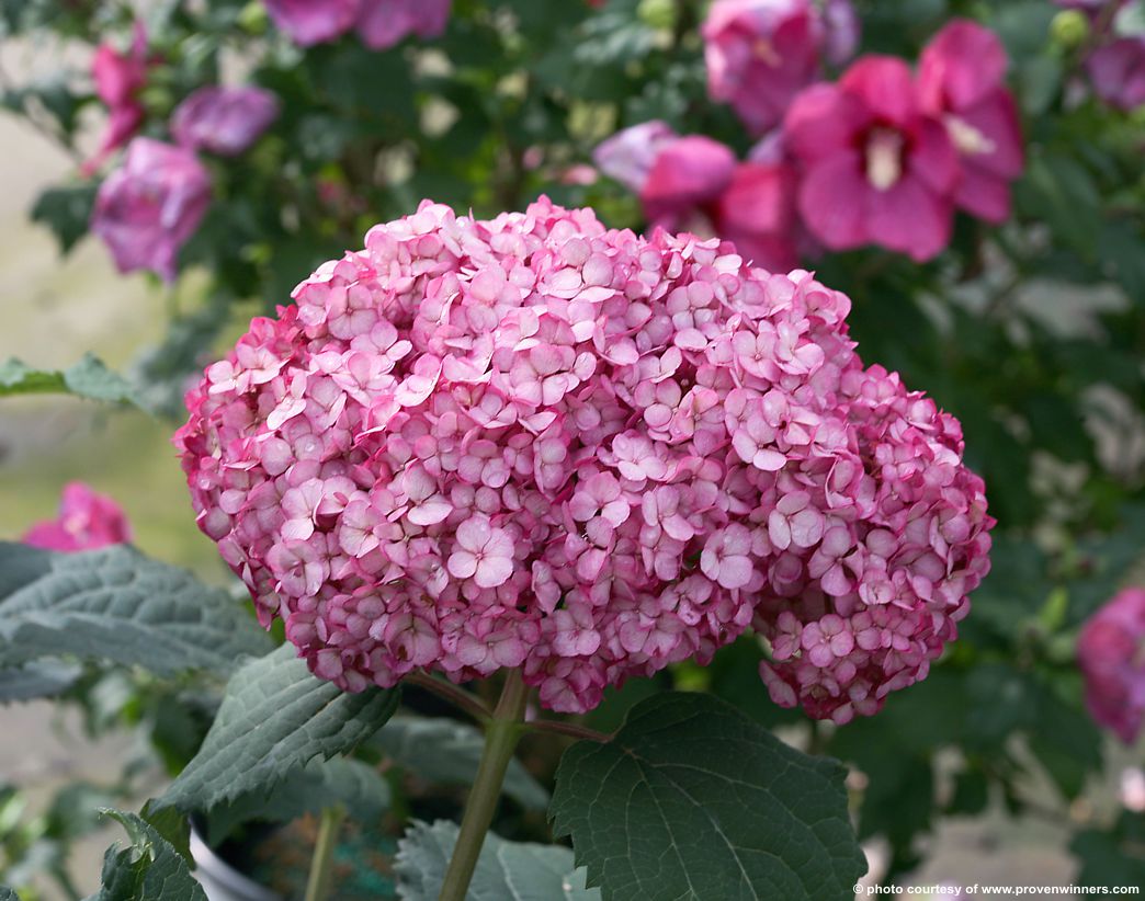 hydrangea arborescence BellaRagazza Mauvette